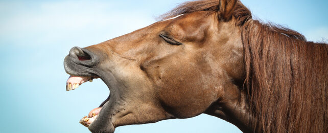 brown horse head with mouth open as it neighs
