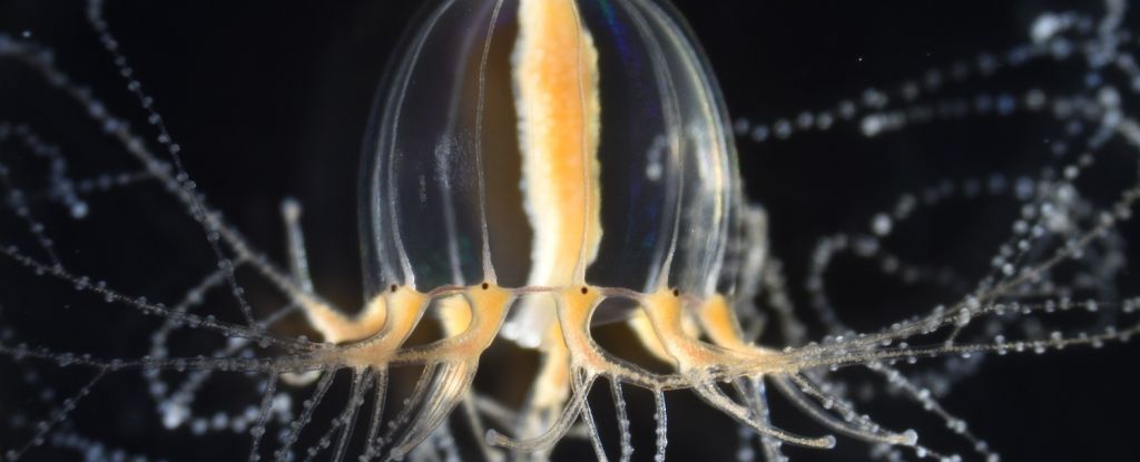 Groundbreaking Discovery Unveils the Fascinating Regenerative Power of Jellyfish Tentacles