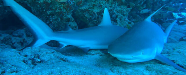 Surprise Discovery Shows These Sharks Don't Need to Keep Moving