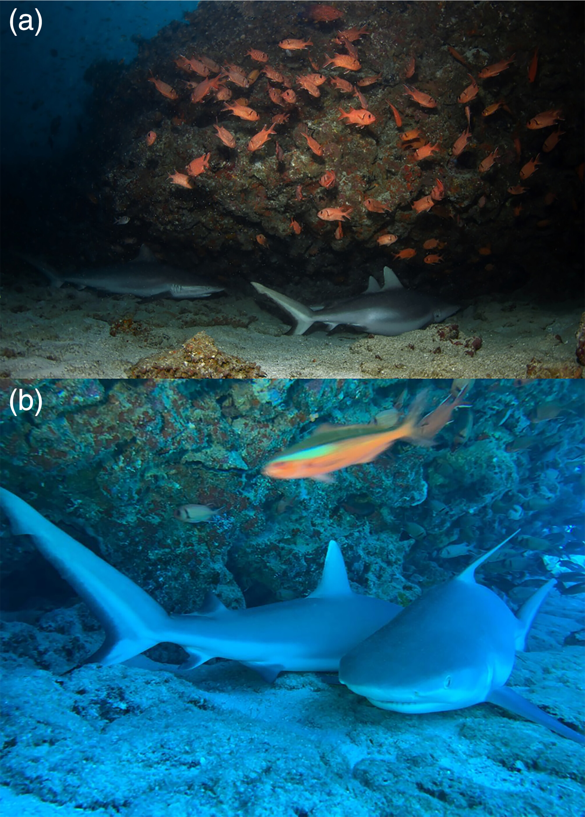two underwater photographs presented in a vertical stack. the top photo, labelled (a), shows in its bottom third, two sharks on the seafloor below an overhanging reef ledge, and in the top two thirds, a school of medium sized orange fish swimming around. the second photo, labelled (b), shows two sharks in the center third of the image, resting side-by-side on a rocky seafloor below a rocky reef overhang, one facing the camera and the other with its tail towards the camera. a small orange fish with a green stripe is blurred in motion across the top third of the screen, while the sharks are not blurred.