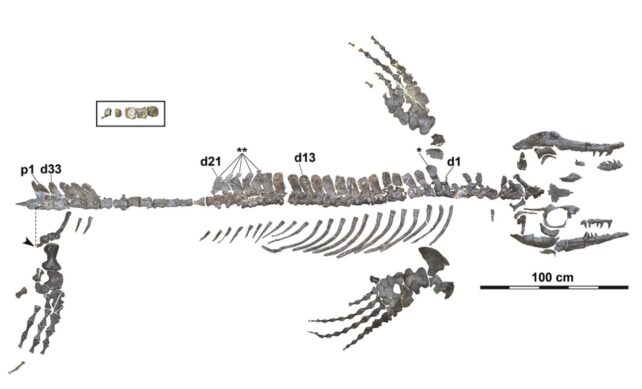 Blue Dragon Skeleton