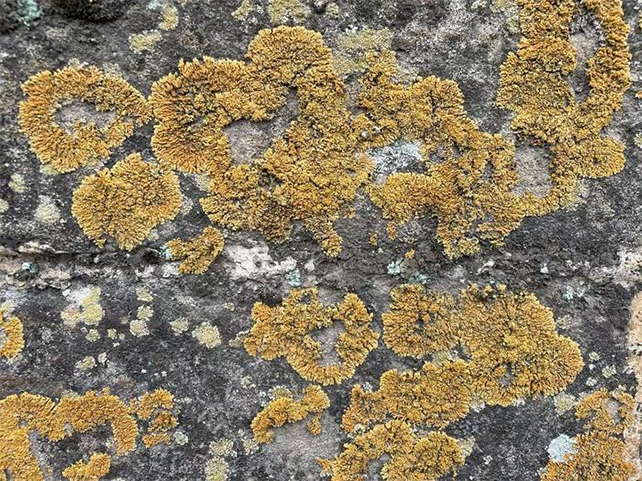 lichen on the great wall of china