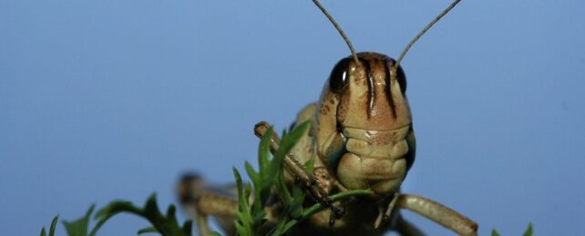 Locusts Raised in High Gravity Grow Freakishly Strong... Up to a Point