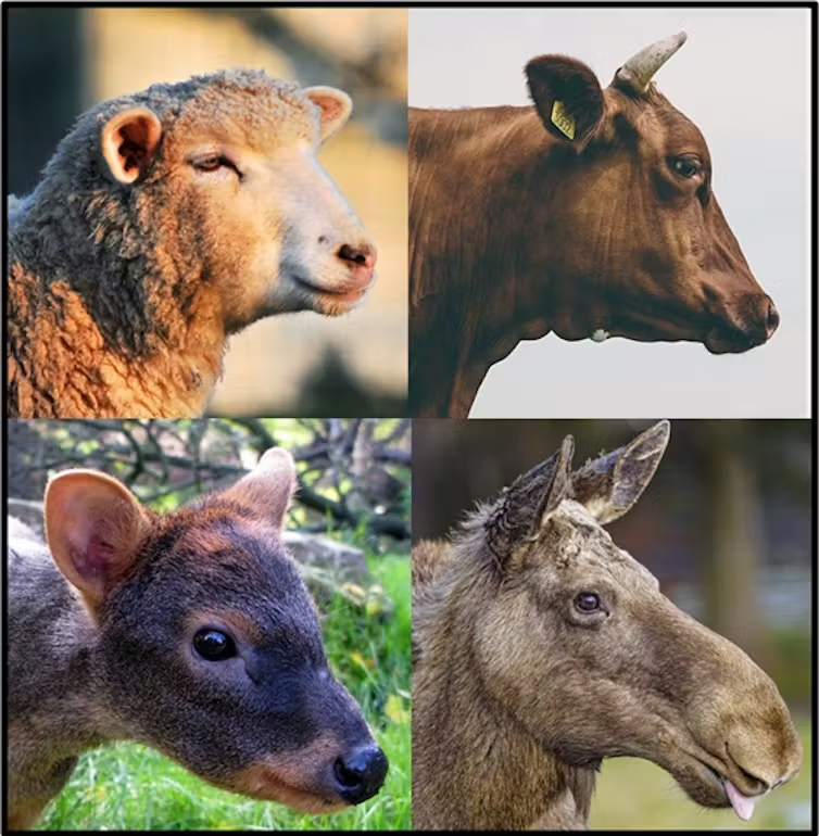 sheep, cow, deer, and moose heads