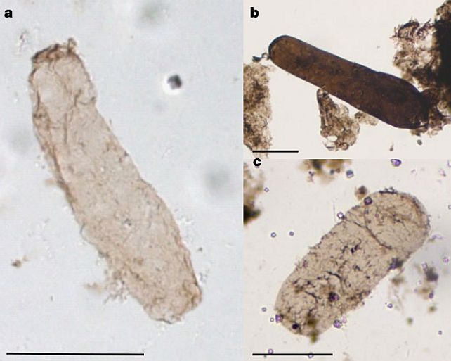 Las primeras evidencias hasta la fecha revelan que la fotosíntesis evolucionó hace al menos 1.750 millones de años