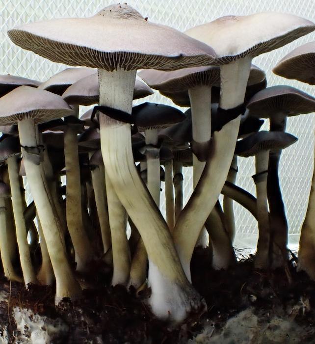 close-up of cultivated magic mushrooms