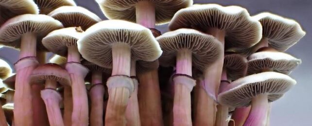 close-up of mushrooms