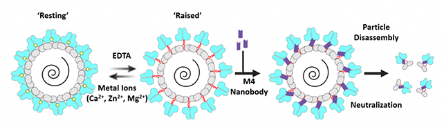 norovirus diagram showing expanded structure