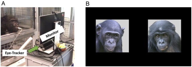 Ape Facial Recognition