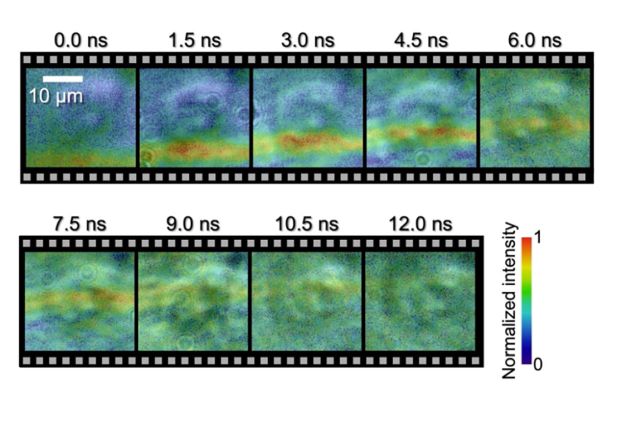 Wild Images Reveal a Shock Wave Traveling Through a Single Cell - ScienceAlert