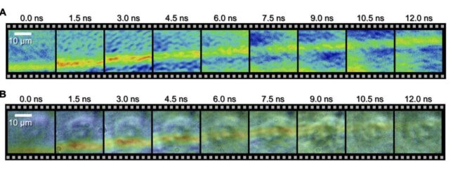 Wild Images Reveal a Shock Wave Traveling Through a Single Cell