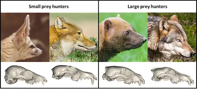 faves vs prey size in animals