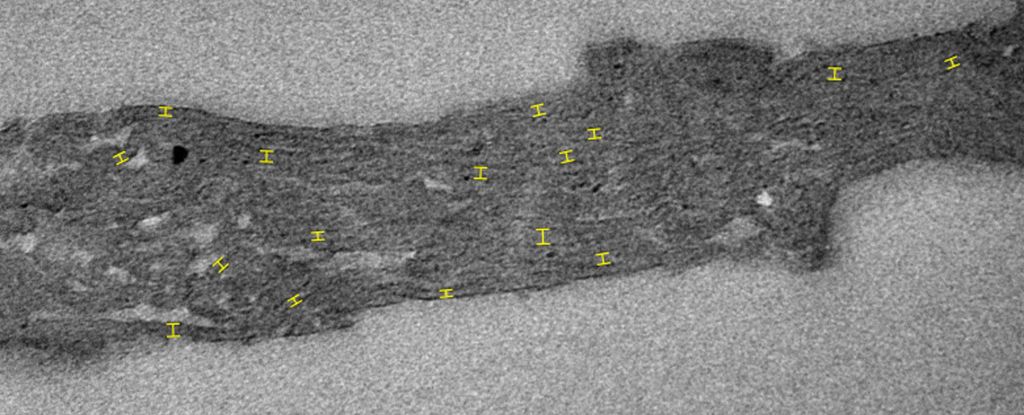 Wissenschaftler haben gerade ein 1,75 Milliarden Jahre altes Geheimnis über den Ursprung des Lebens entdeckt