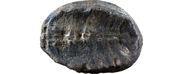 132-Million-Year-Old Mystery Fossil's True Identity Is Finally Revealed