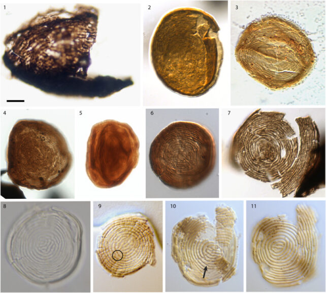 Fossil Euglenid Variety
