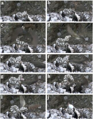 This Might Look Like a Spider, But You're in For a Shock : ScienceAlert