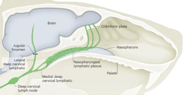 Nasopharyngeal Plexus