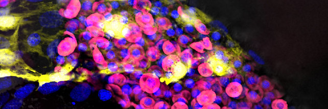 Zebrafish embryonic blood cells