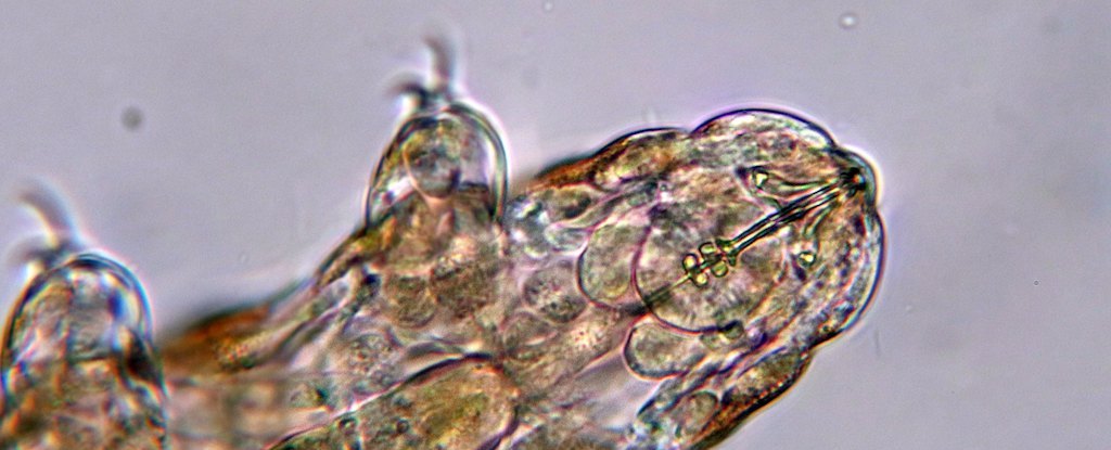 Les gènes tardigrades révèlent une étrange histoire de leurs folles capacités de survie : ScienceAlert