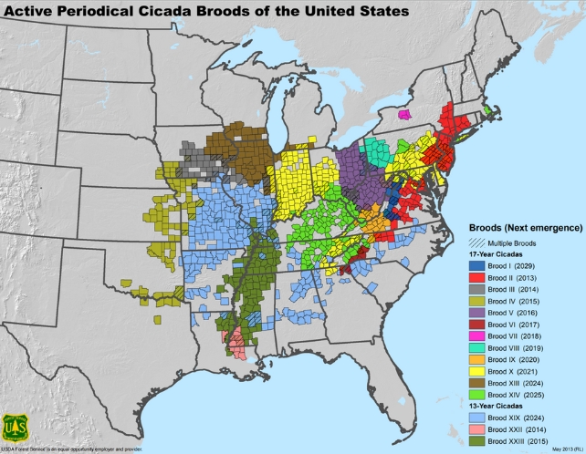 A map of US areas where each cicada brood emerges