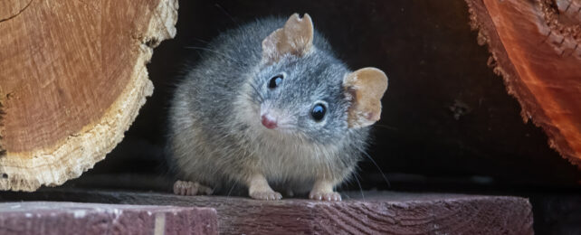These Tiny Creatures Become Cannibals After Sex Turns Deadly