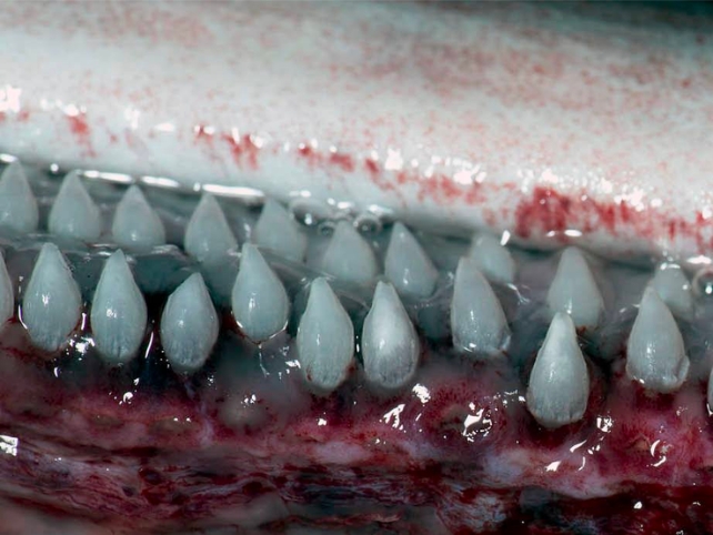 basking shark teeth