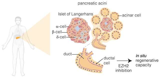 Pancreas diagram