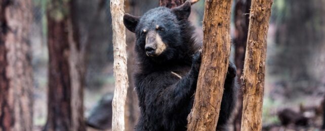 A black bear standing next to trees