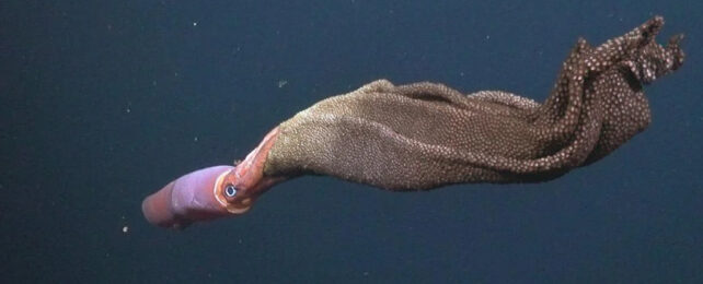 Pink squid with big white rimmed black eyes carrying what looks like a massive gathered and trailing grey blanket through the water.