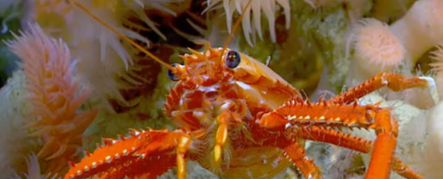 Bright crustacean amidst pale deep sea anenomes