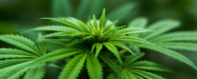 Scientists Think They've Figured Out How Cannabis Triggers The Munchies