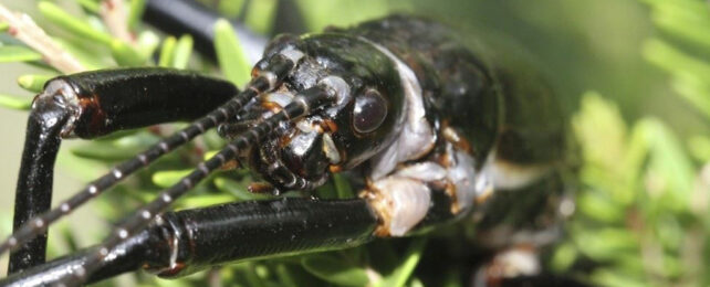 close up showing face of black shiny lord howe island stick insect