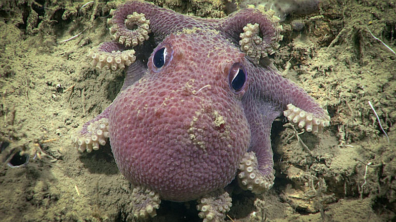 Big eyed purple octopus peering out from stony substrate