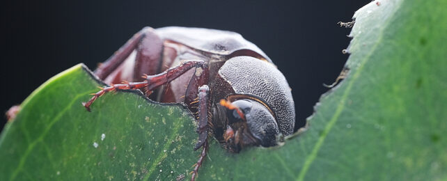 Close up of dark brown beetle munching on a green leaf