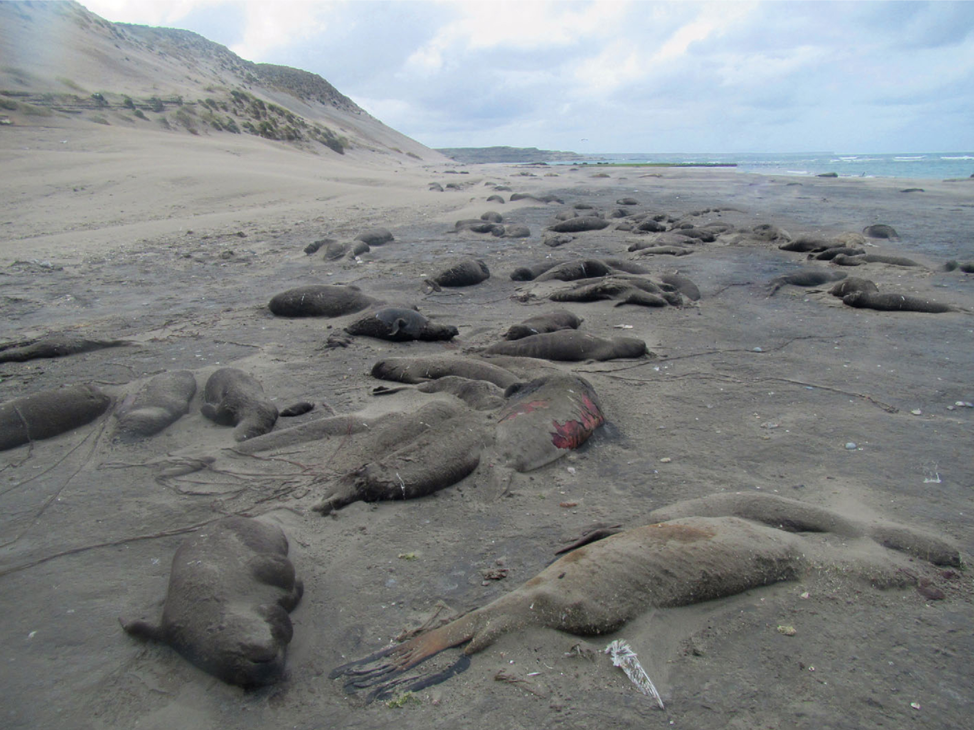 Dead elephant seals on beach.