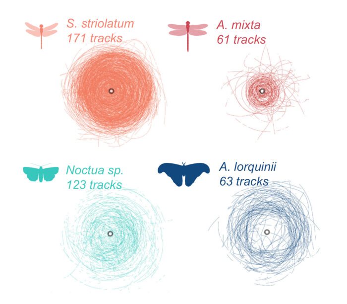 Diagram showing four different insects flight paths circling erratically around a central light source