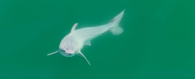 White shark nears the surface in green ocean waters.