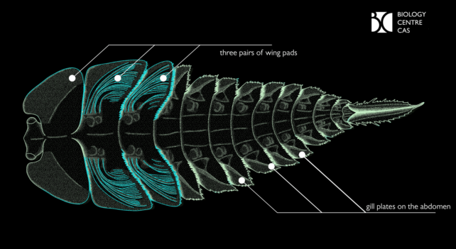 Insect Larvae Wings