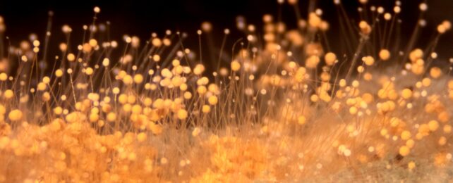 Fungal Spores In Close Up