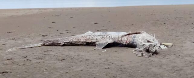 Giant Shark Remains On Beach