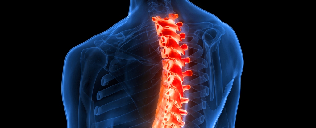 Your Spinal Cord Can Learn And Recall Without Brain Input And We Finally Know How