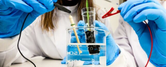 Zapping Baby Plant Roots With Electricity Boosts Growth by 50%