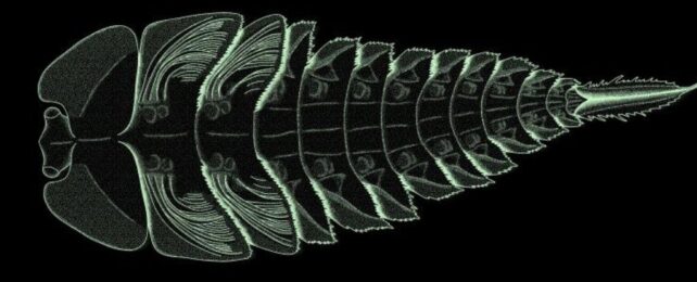 Wild Hypothesis Suggests Insect Wings Arose From Gills