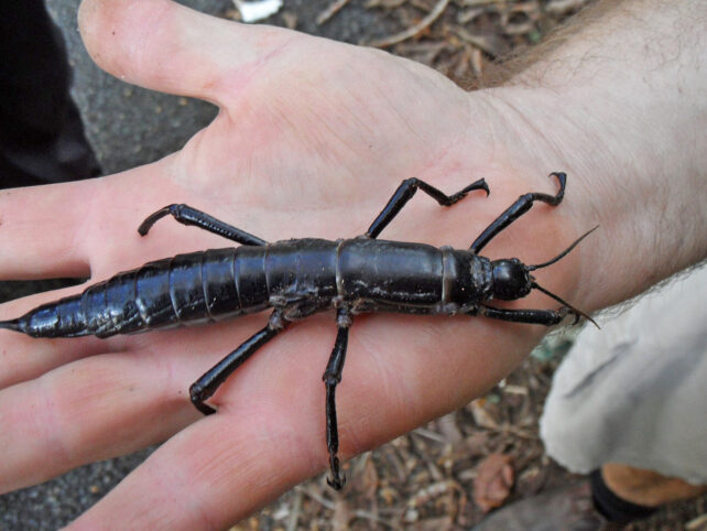 Shiny black stick insect on palm of human hand