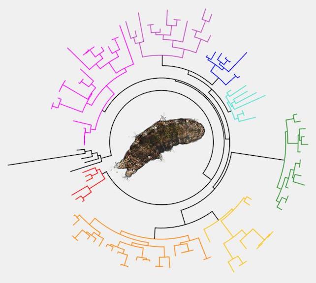 tardigrade evolutionary tree