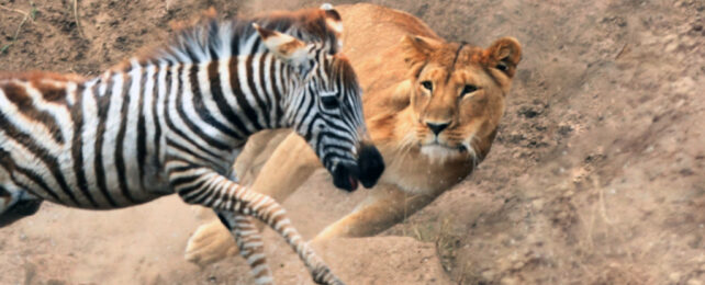 dynamic shot of lioness lunging at baby zebra