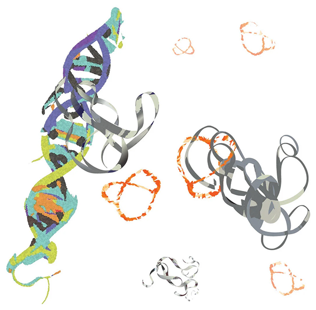 MYC protein diagram