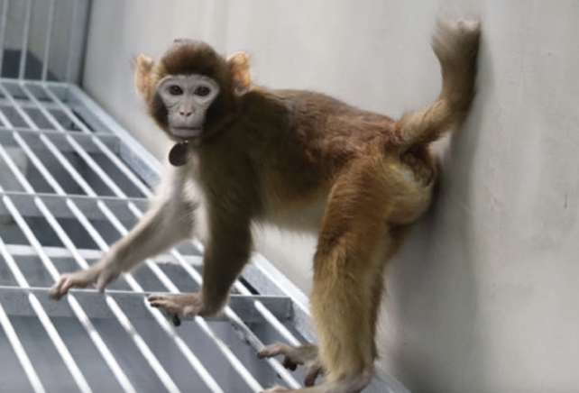 Macaque Clone