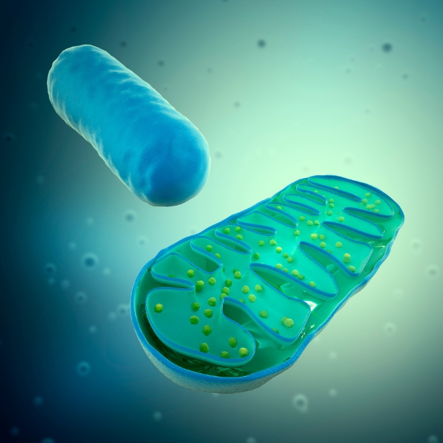 mitochondria