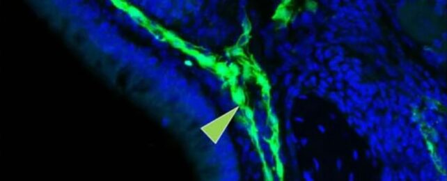 Discovery Points to a 'Sewage System' For The Brain Right Behind Our Nose